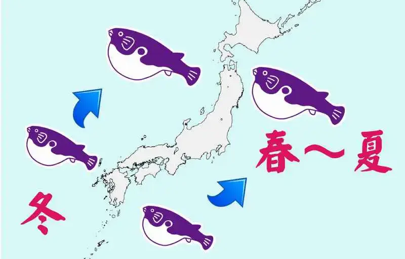 ぎんざ姿のふぐの回遊